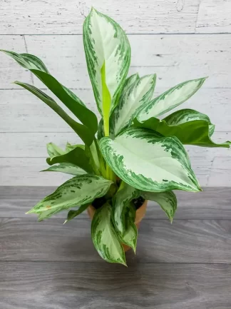 Aglaonema hybride