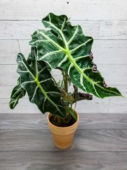 Alocasia