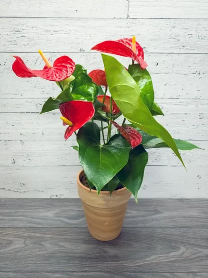 Anthurium rouge