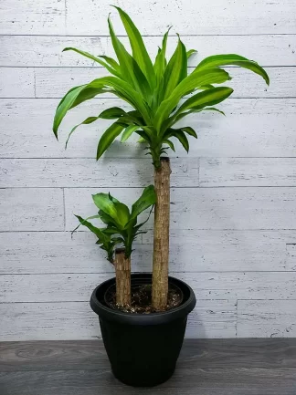 Dracaena fragrans