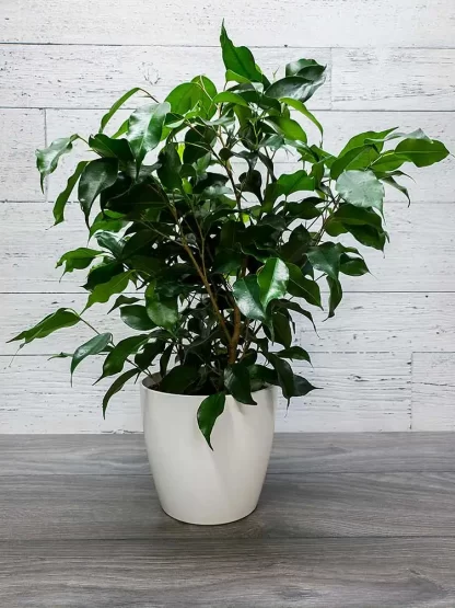 Ficus Benjamina - Vert foncé