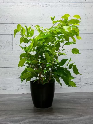 Ficus Benjamina - Vert pale