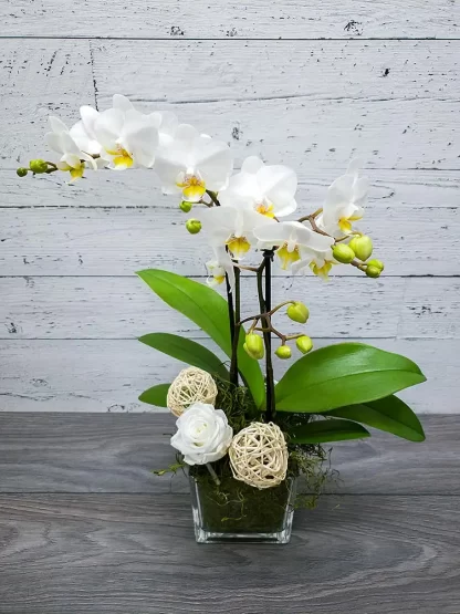 La belle et l'orchidée