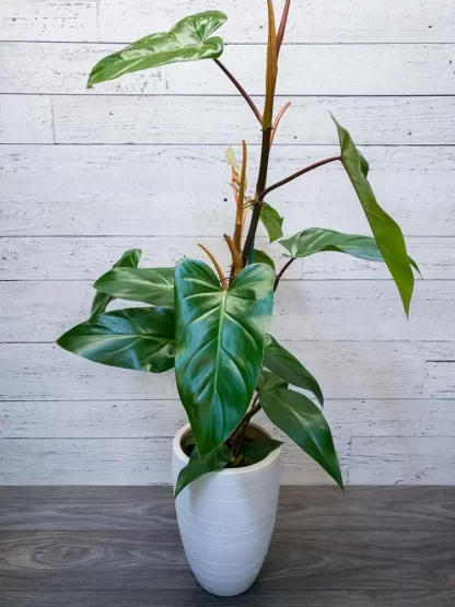 Philodendron palm emerald
