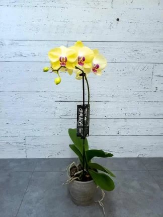 Orchidée jaune