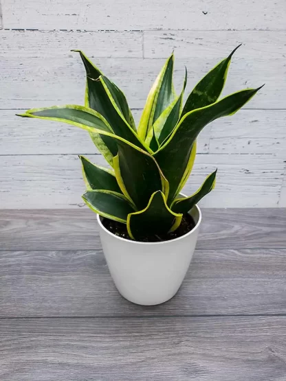 Sansevieria