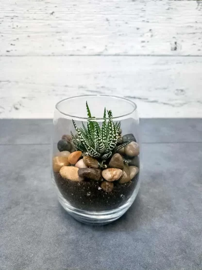 Succulent en verre