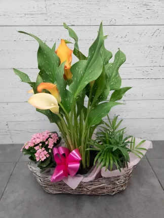 Panier de plantes